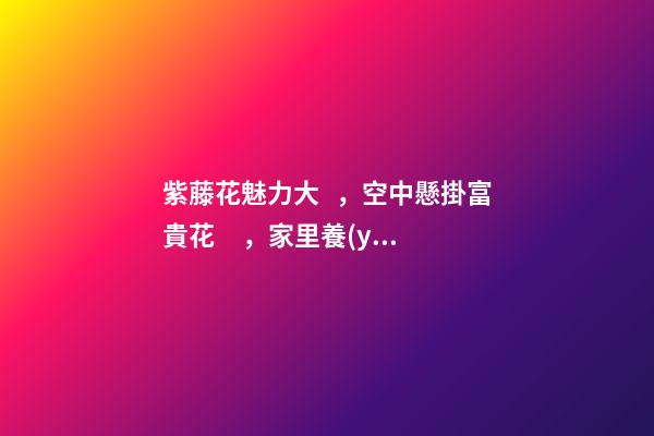 紫藤花魅力大，空中懸掛富貴花，家里養(yǎng)一盆，風水保家
